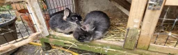 Mixed Breed rabbits for sale: Small, cute, soft, friendly bonded bunny brothers  - Advert 6