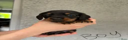 Miniature Dachshund dogs for sale: Miniature Dachshund - Advert 10