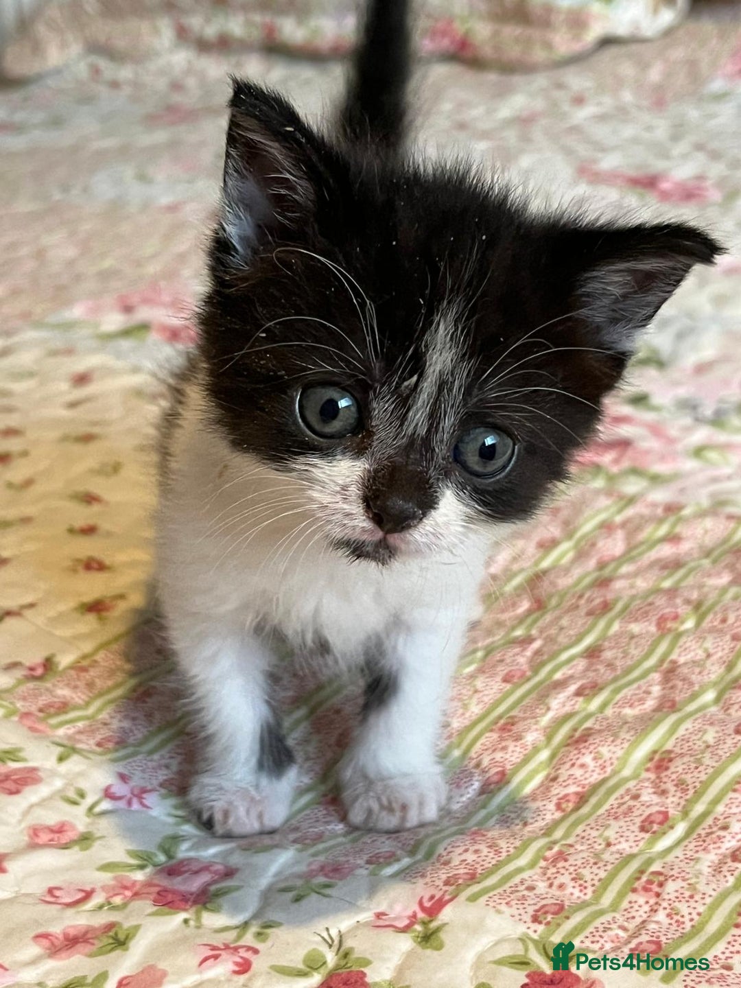 Mixed Breed cats for sale: Two orphaned kittens  - Image 2