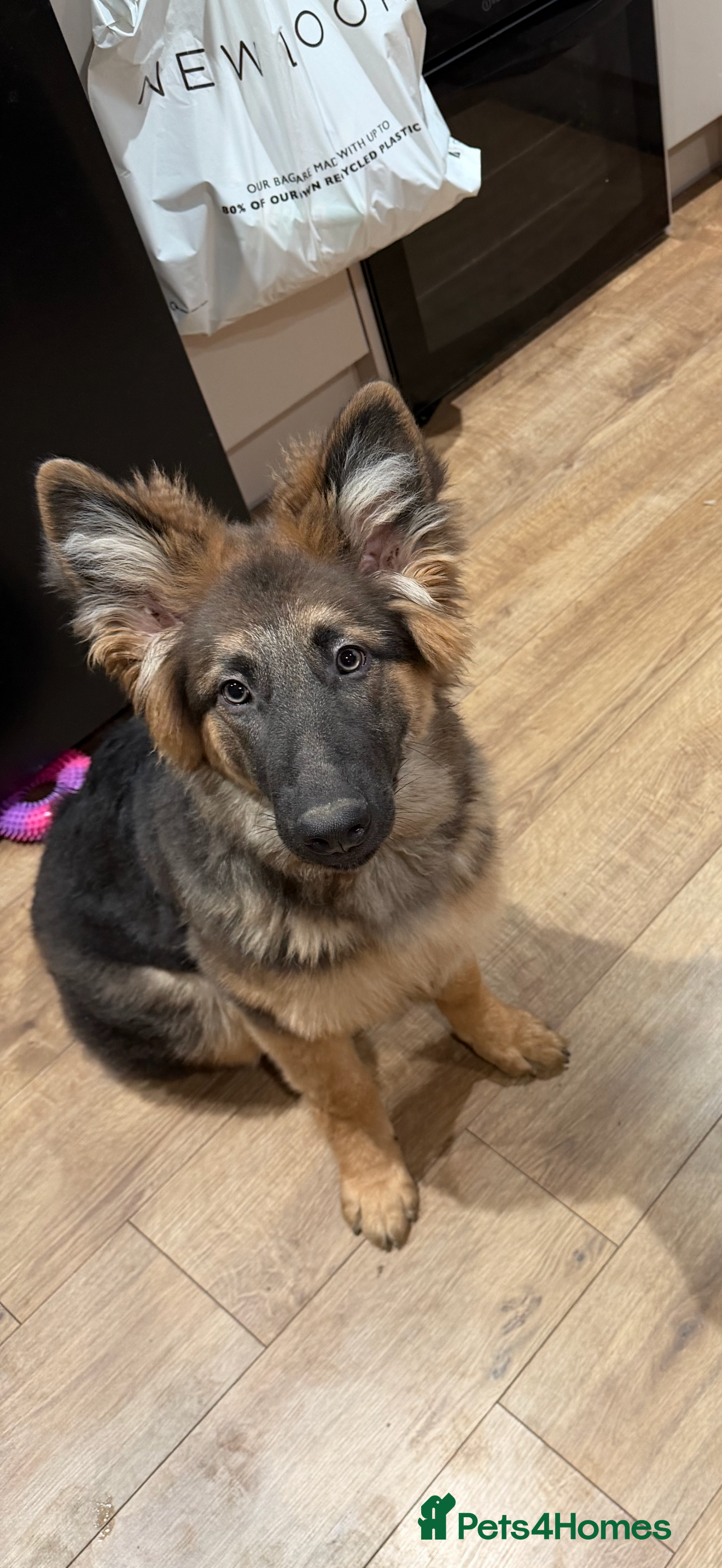 German Shepherd dogs 6 month old female German shepherd  - Advert 1