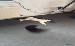 Persian cats for sale: Half persian kitten - Image 5