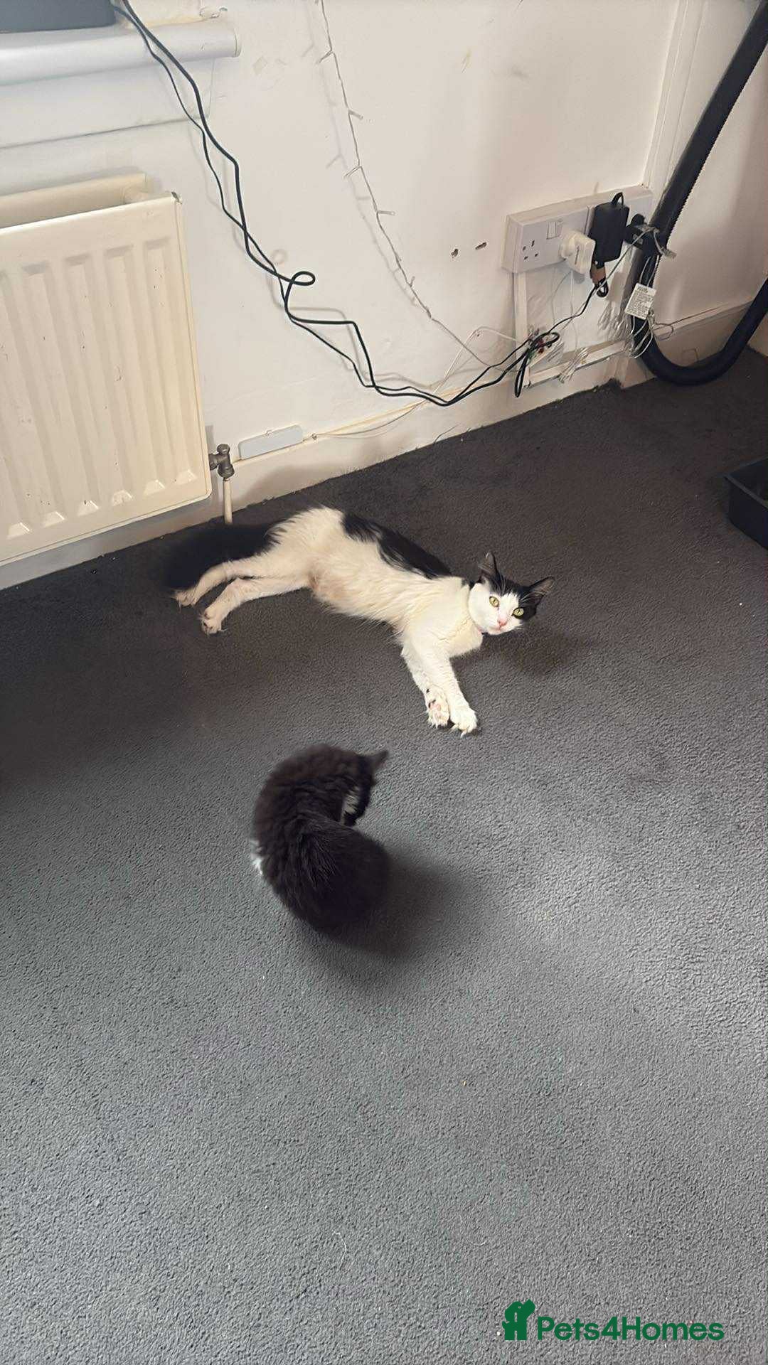 Persian cats for sale: Half persian kitten - Image 5