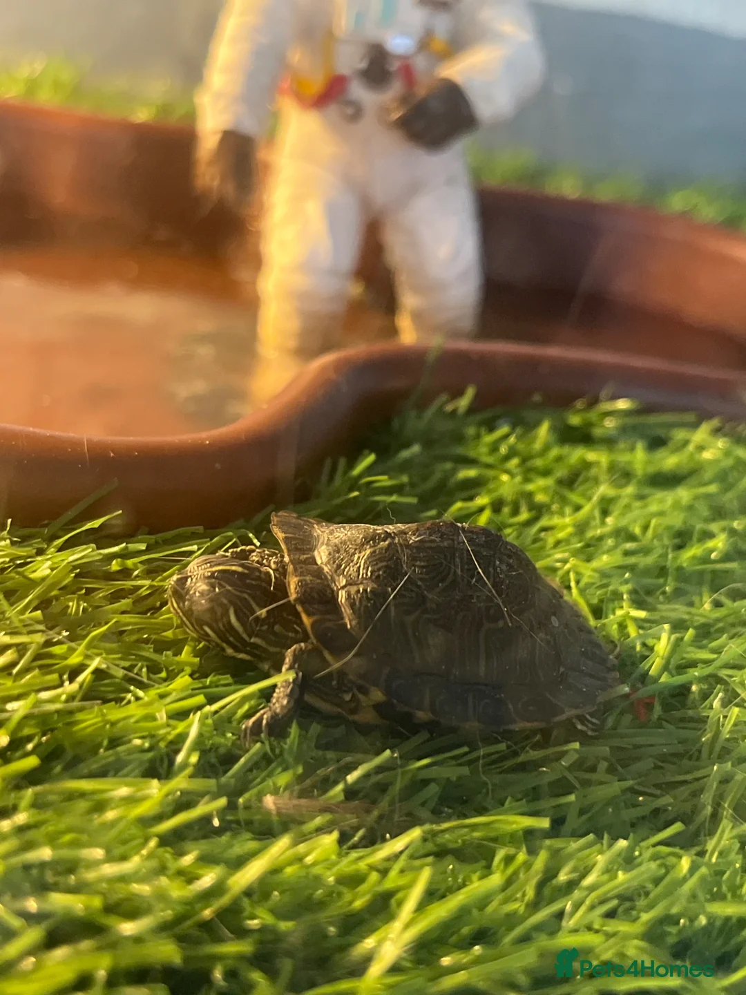Turtle reptiles for sale: 4 x River Cooter Turtle & Tank Included. - Advert 4