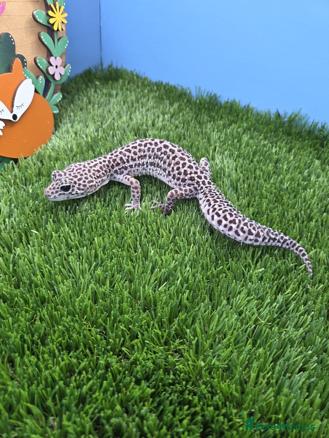 Leopard Gecko reptiles for sale: Leopard Gecko Breeding Pair Proven Male Female - Image 8