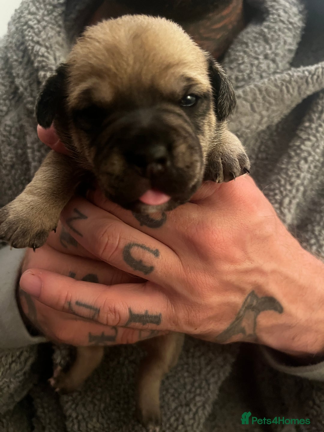 Mixed Breed dogs for sale: Bulldach Puppies - Image 21