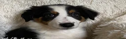 Border Collie dogs for sale: Border Collie Puppies | Health Tested Parents  - Advert 9