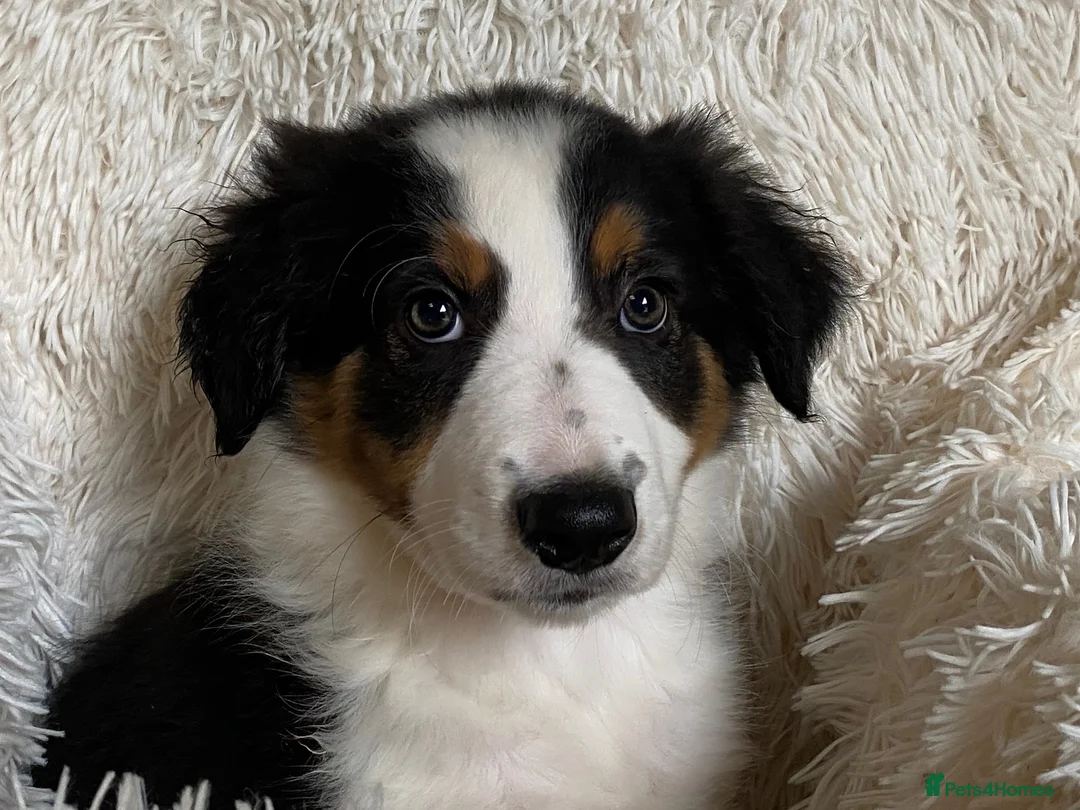 Border Collie dogs for sale: Border Collie Puppies | Health Tested Parents  - Advert 9