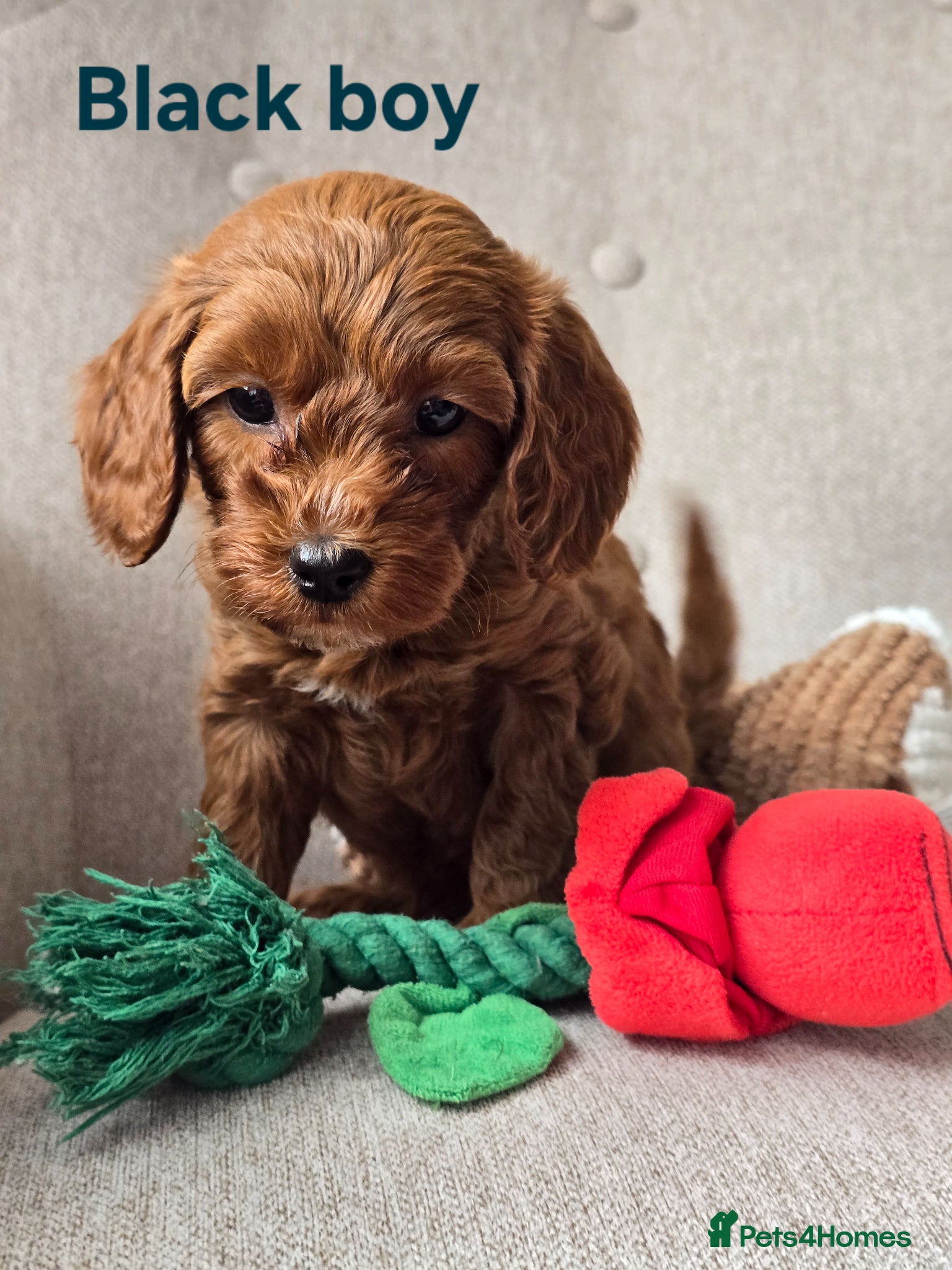 Cavapoo dogs 💥Cavapoo F1b💥 DNA tested  - Advert 1