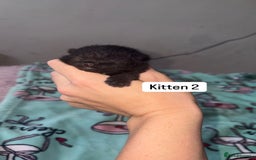 Domestic Shorthair cats for sale: 3 beautiful kittens - Image 6