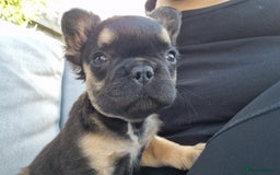 French Bulldog dogs for sale: Reduced! KC Fluffy  French Bulldog READY TO GO! - Image 9