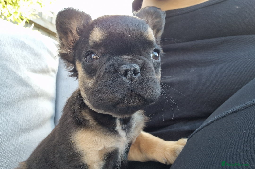 French Bulldog dogs for sale: Reduced! KC Fluffy  French Bulldog READY TO GO! - Image 9