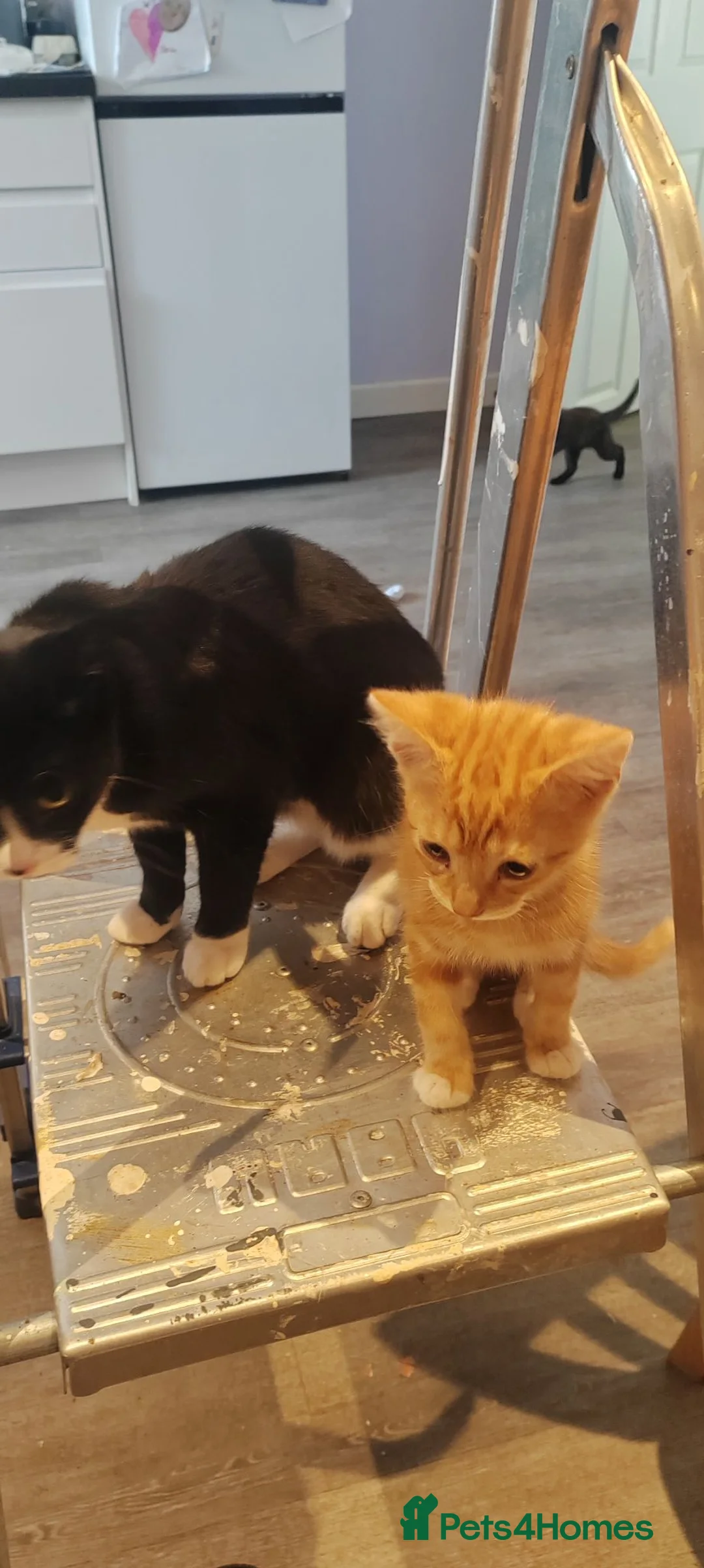 Mixed Breed cats for sale: Beautiful ginger girl in Rushden - Advert 2