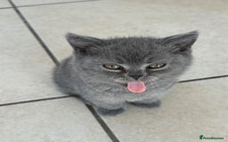 British Shorthair cats for sale: Adorable British short hair kitten- one male left - Image 5