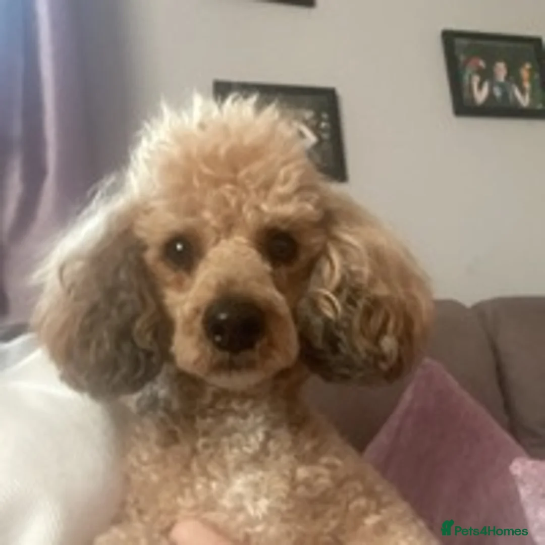 Toy Poodle dogs for stud: 🏆PROVEN🏆sable miniature poodle health tested in Havant - Advert 2