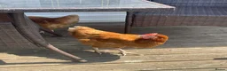 Hens poultry for sale: 3 Laying hens in Boston - Advert 2