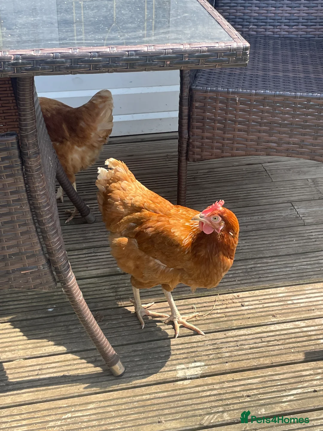 Hens poultry for sale: 3 Laying hens in Boston - Advert 2