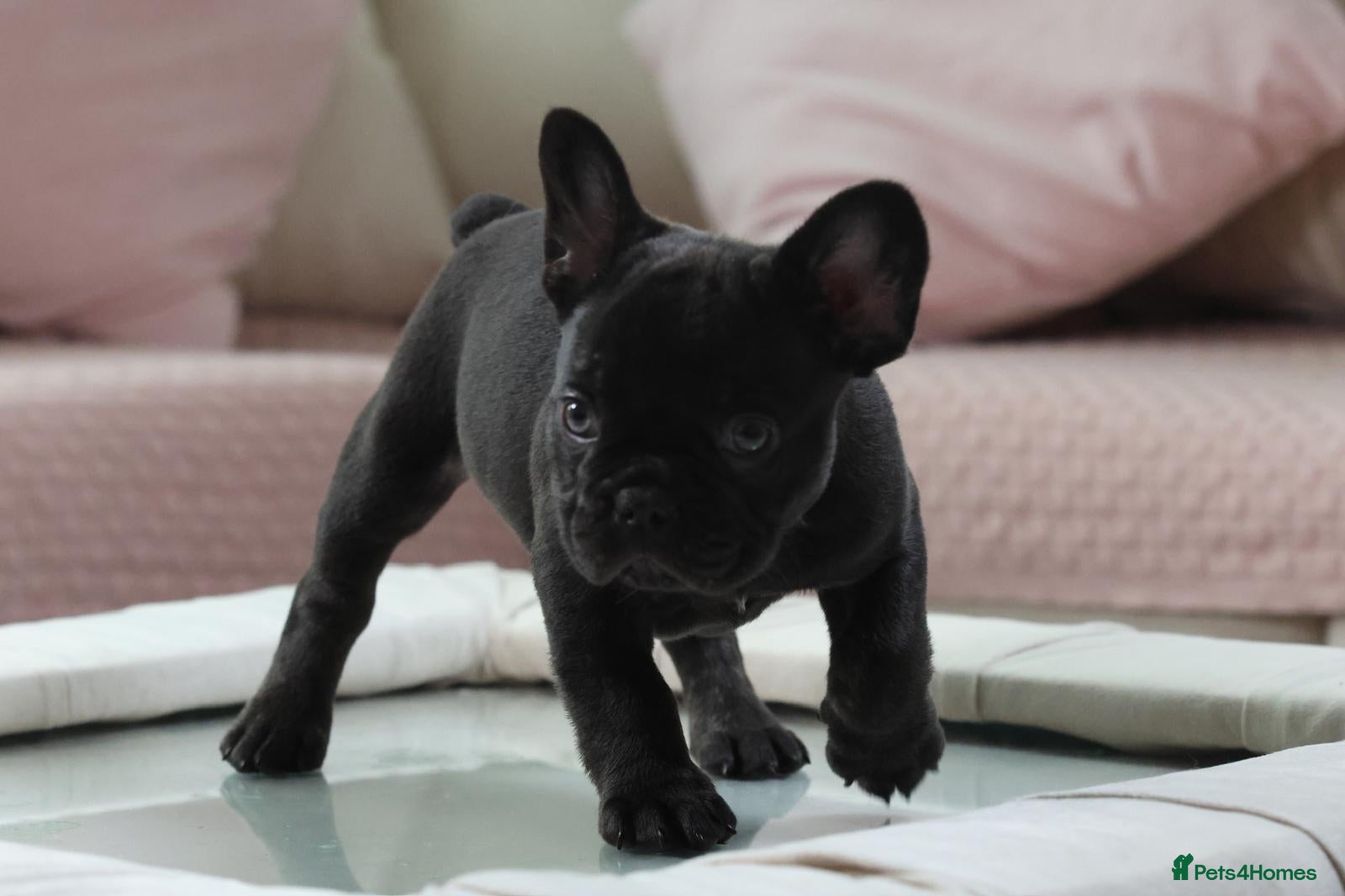 French Bulldog dogs 2 french bulldogs left £1500 - Advert 12