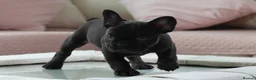 French Bulldog dogs for sale: 2 french bulldogs left £1500 - Advert 1