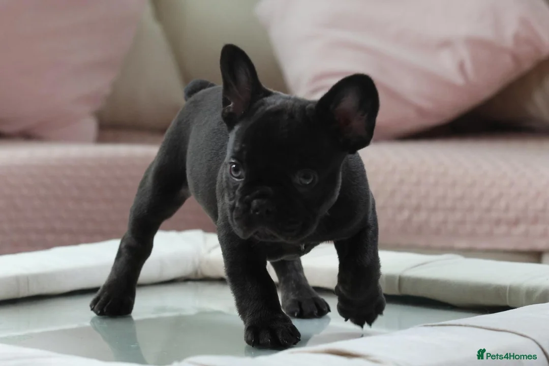 French Bulldog dogs for sale: 2 french bulldogs left £1500 - Advert 1
