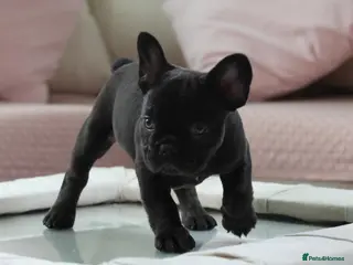 French Bulldog dogs 2 french bulldogs left £1500 - Advert 12