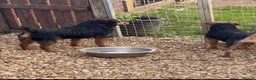 Lakeland Terrier dogs for sale: Lakeland terrier puppies (working type) - Advert 7