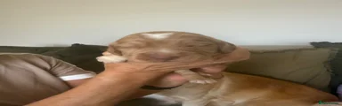 Cocker Spaniel 3
