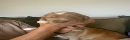 Cocker Spaniel dogs for sale: KC Reg Cocker Spaniel Pups  - Advert 9