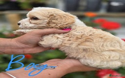 Cockapoo dogs for sale: F1 working cockapoo puppies - Image 16