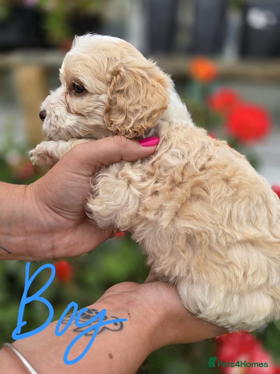 Cockapoo dogs for sale: F1 working cockapoo puppies - Image 16