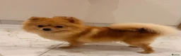 Pomeranian dogs for sale: 2 beautiful Pomeranian puppies - Advert 2