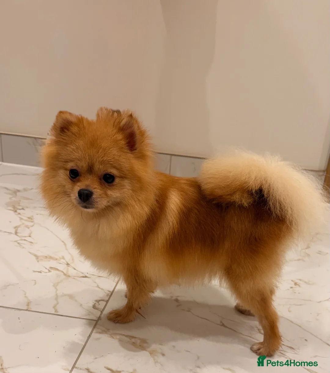 Pomeranian dogs for sale: 2 beautiful Pomeranian puppies - Advert 2