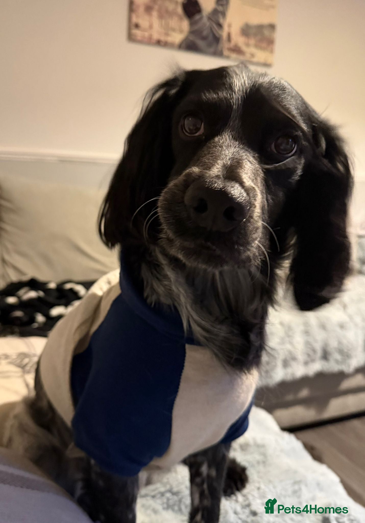 Cocker Spaniel dogs cocker spaniels pups great family pets!   - Advert 2