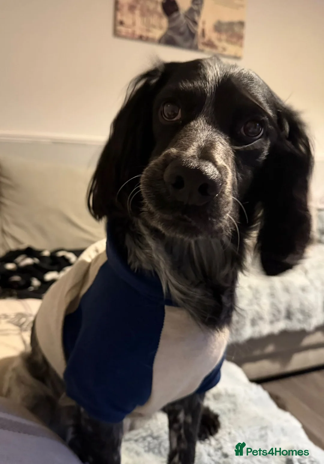 Cocker Spaniel dogs for sale: cocker spaniels pups great family pets!   in Gatwick - Advert 2