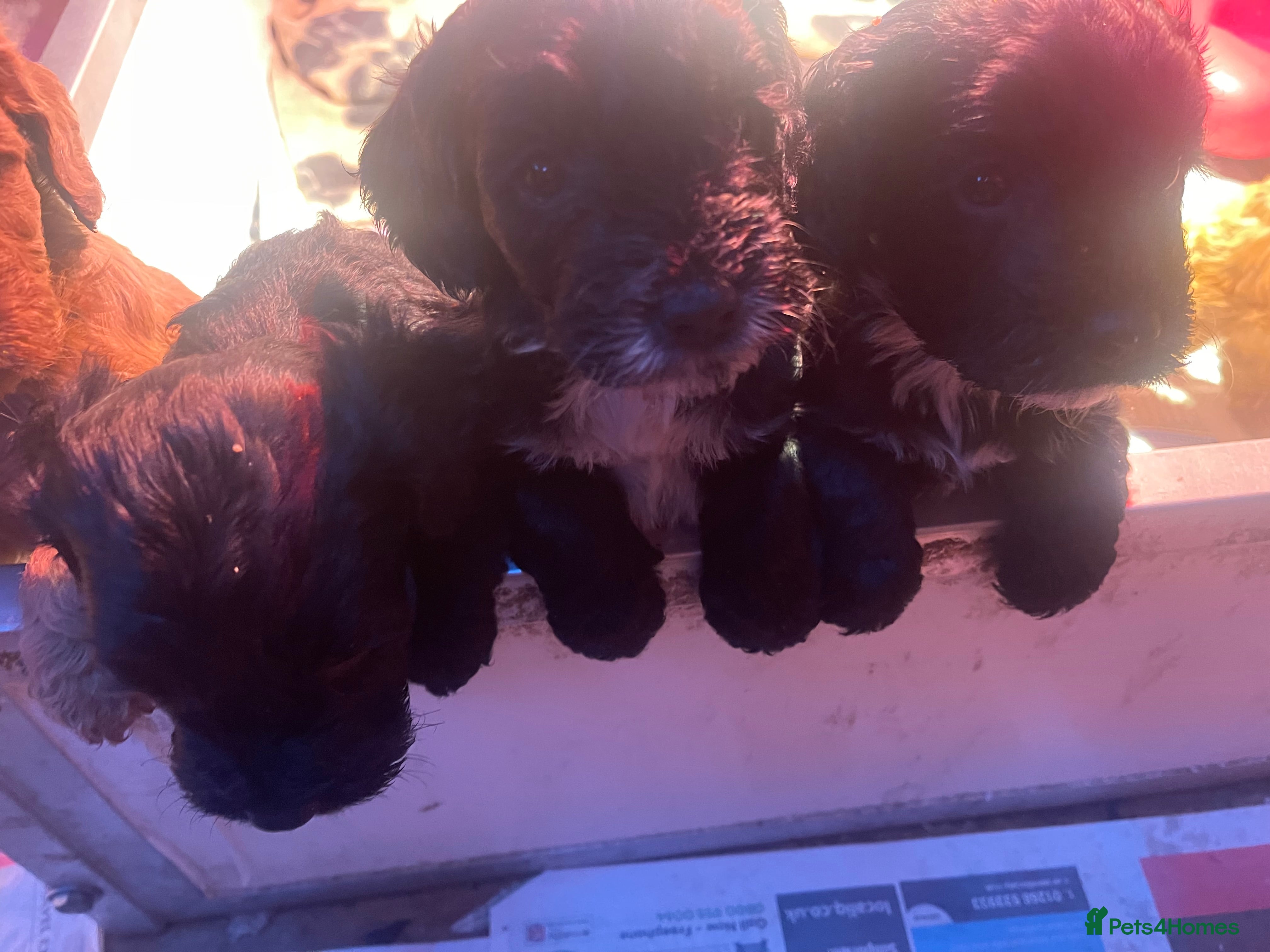 Cockapoo dogs Cockapoo health tested KC parents  - Advert 9