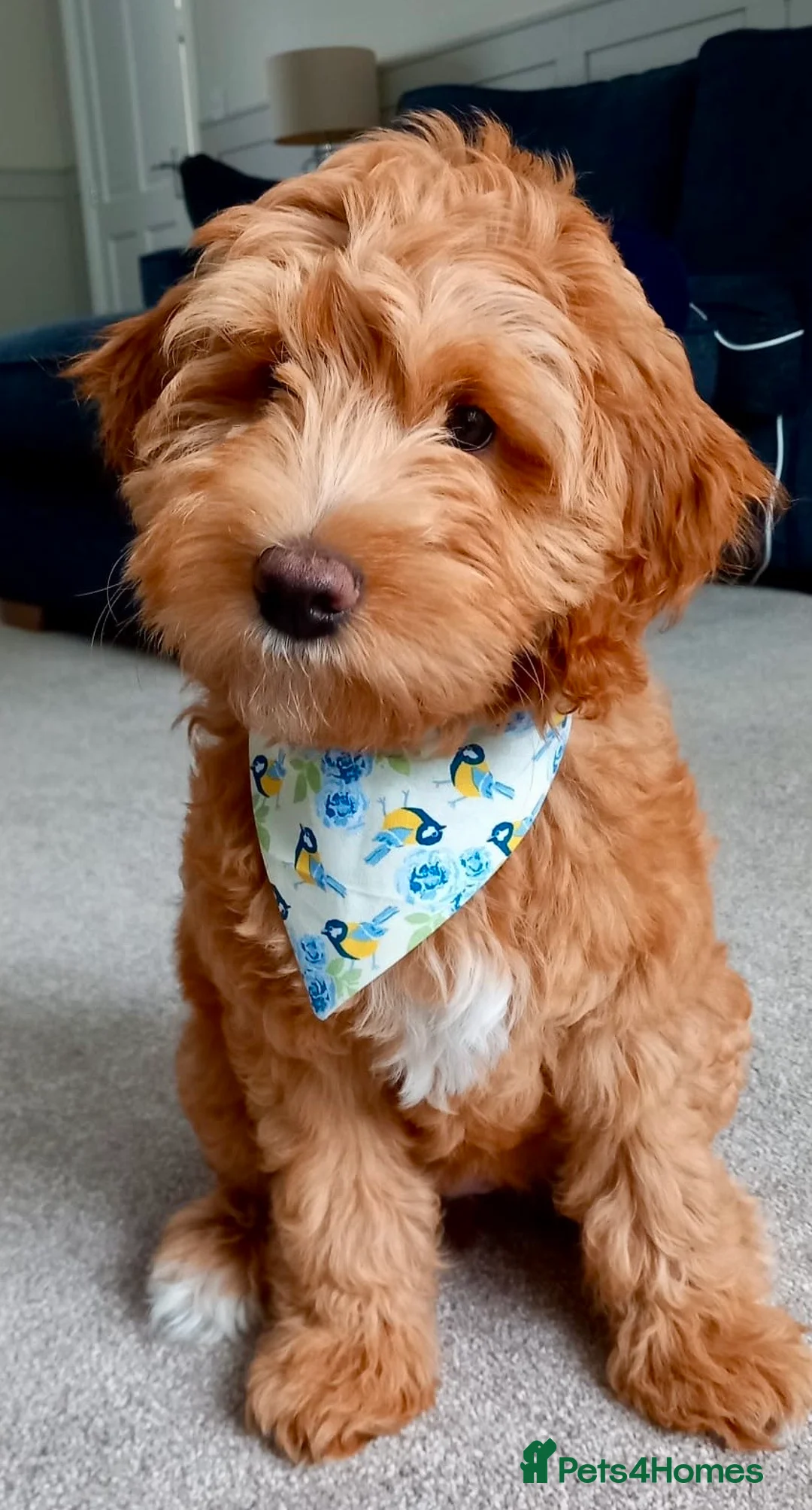 Australian Labradoodle dogs for sale: Australian Labradoodle Pups - Advert 5