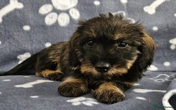 Dachshund dogs for sale: Stunning KC Registered Dachshund Puppies in Cheadle - Image 19