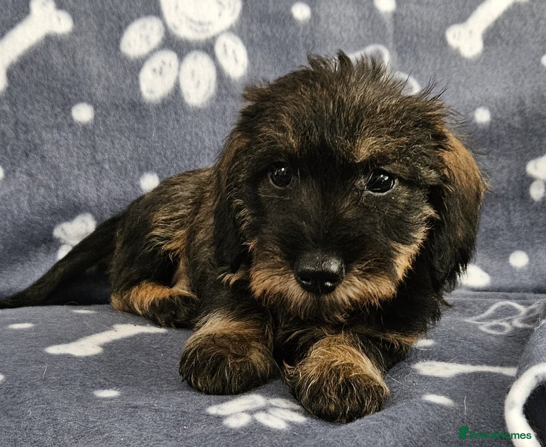 Dachshund dogs for sale: Stunning KC Registered Dachshund Puppies in Cheadle - Image 19