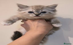 Ragdoll cats for sale: Pedigree Tica Boys Ragdoll  - Image 1