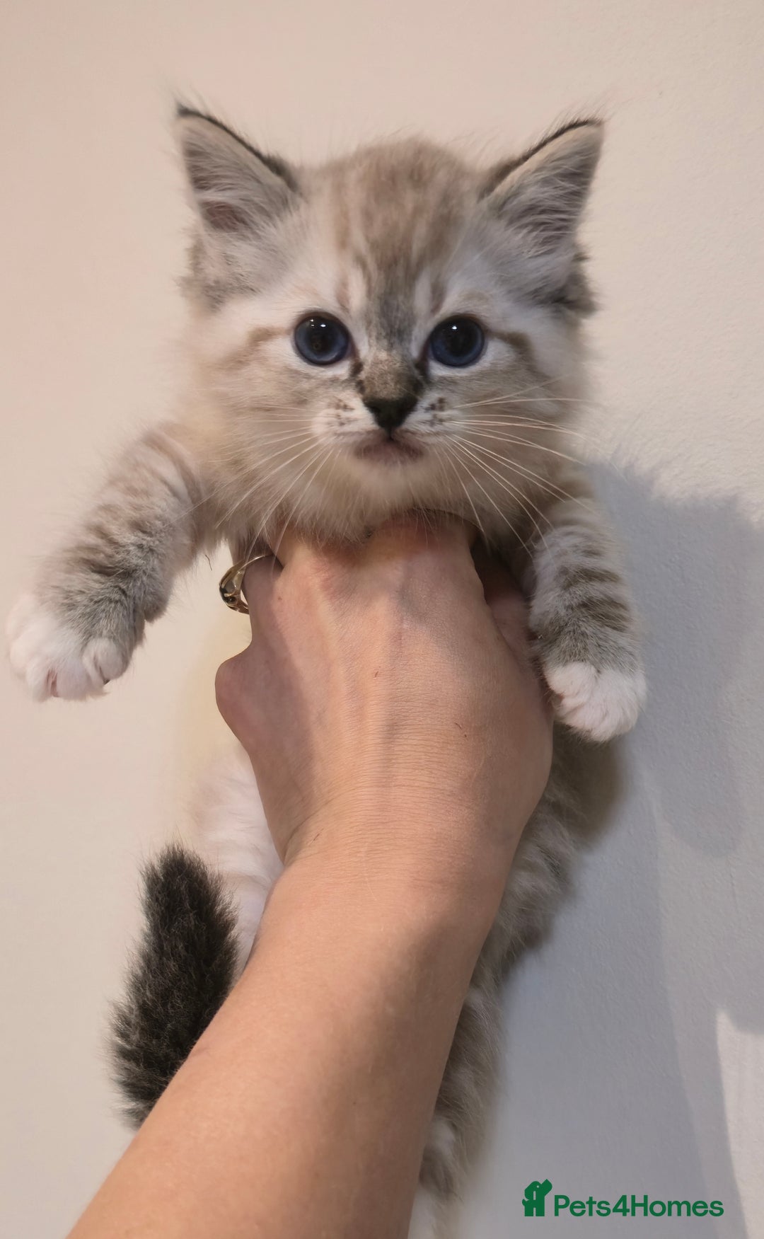 Ragdoll cats for sale: Pedigree Tica Boys Ragdoll  - Image 1
