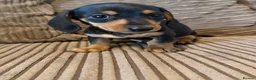 Miniature Dachshund dogs for sale: Mini dachshund males  - Advert 10