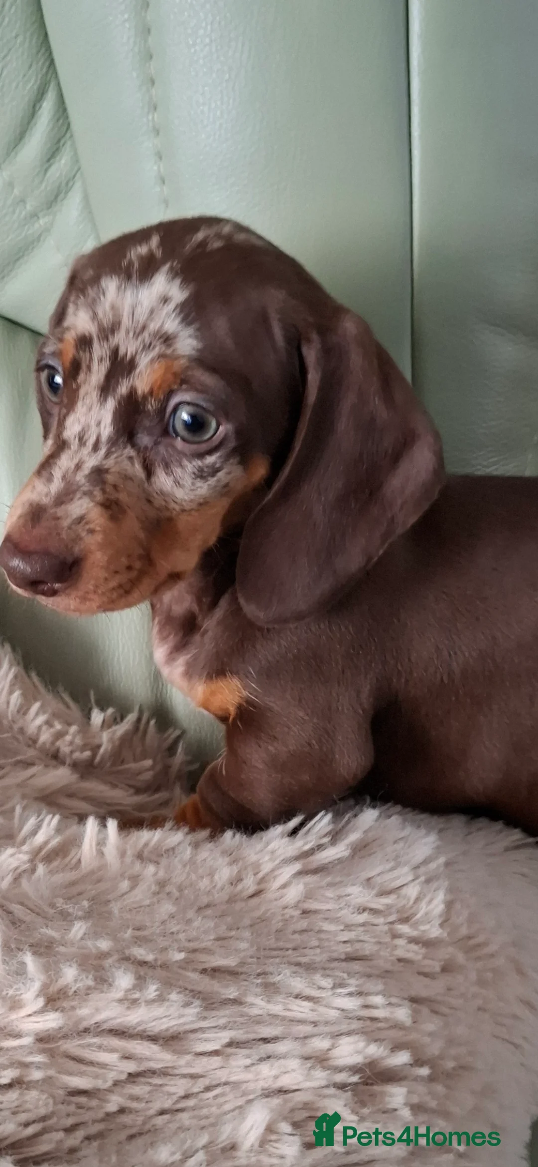 Miniature Dachshund dogs for sale: Miniature Dachshund smooth pups for sale ready now - Advert 7