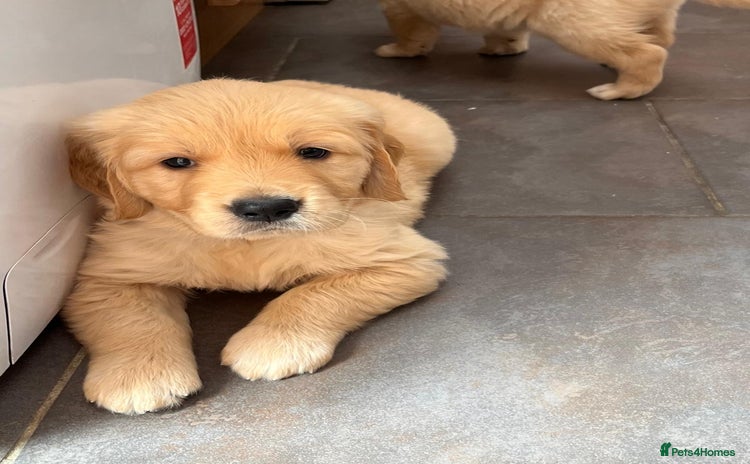 Golden Retriever dogs for sale - Advert 1