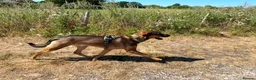 Mixed Breed dogs for adoption: Sammy needs an active home  in Chinnor - Advert 4