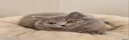 British Shorthair cats for sale: Stunning British Shorthair & Longhair Kittens  - Advert 35