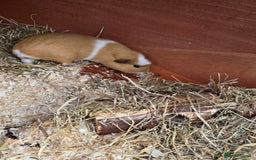 Guinea Pig rodents for sale: Pair of Guinea Pigs - Image 3