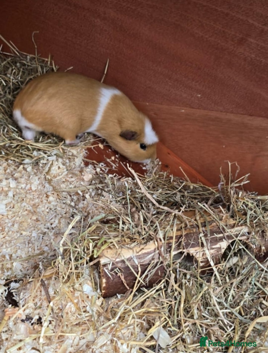 Guinea Pig rodents for sale: Pair of Guinea Pigs - Image 3