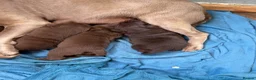 Labrador Retriever dogs for sale: Beautiful chocolate Labrador puppies  - Advert 11