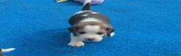 Beagle dogs for sale: KENNEL CLUB REG BEAGLE PUPPIES - Advert 3