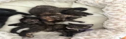 Mixed Breed cats for sale: 5 Tortoise shell kittens - Advert 6