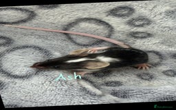 Mouse rodents for sale: Pet fancy mice babies  in Honiton - Image 4